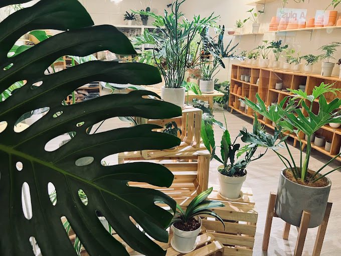 原植門市內部的植物盆栽