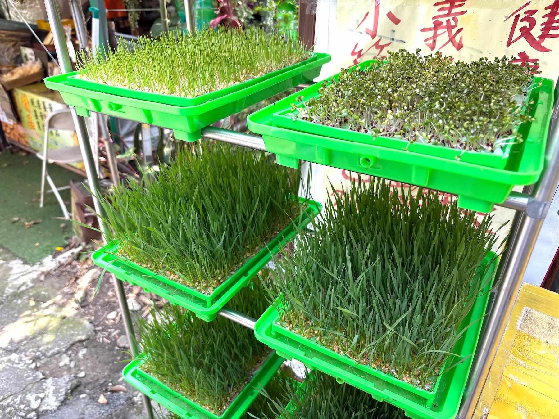 賴文啟的自動發芽機。(攝影/Anson)