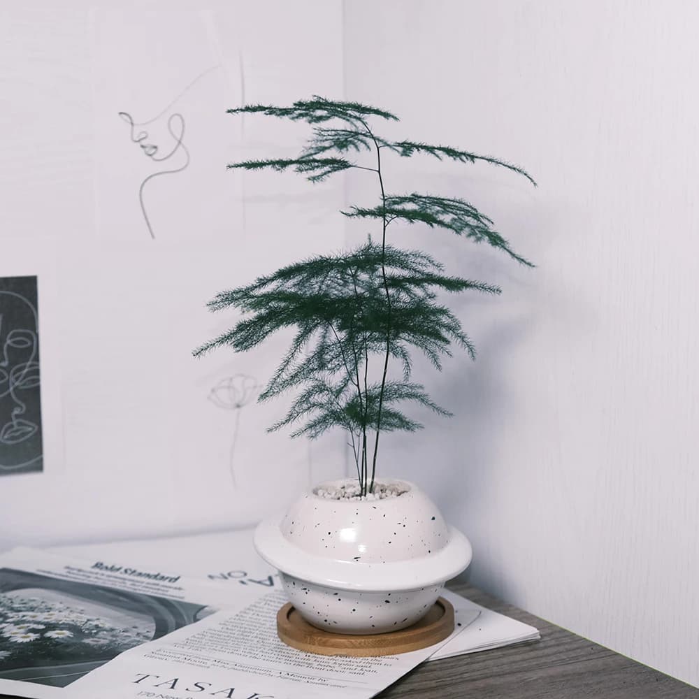 文竹像雲朵般綿綿的葉片