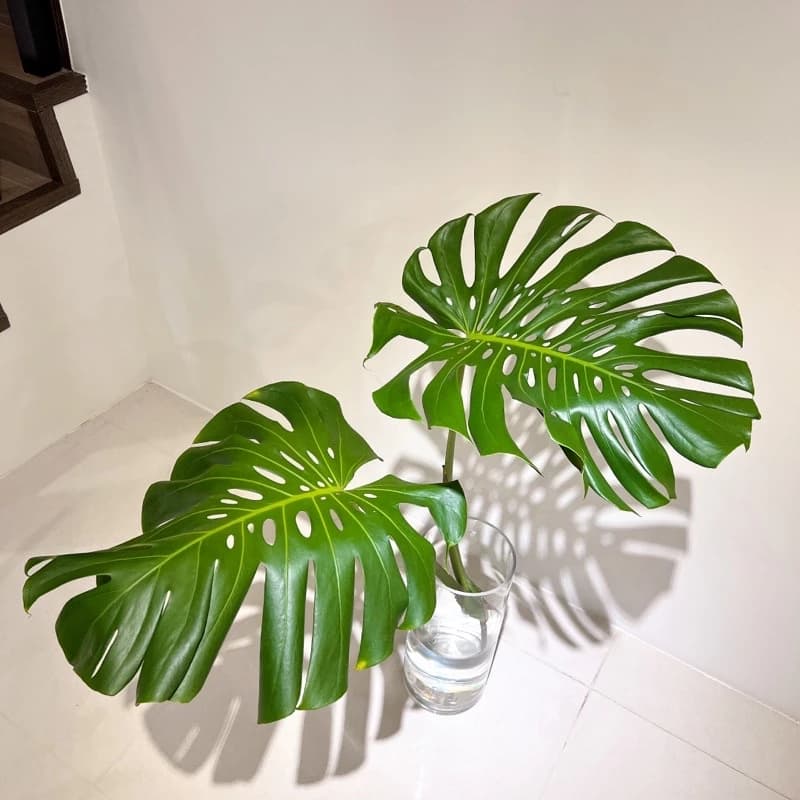 龜背芋中年以後的樣貌