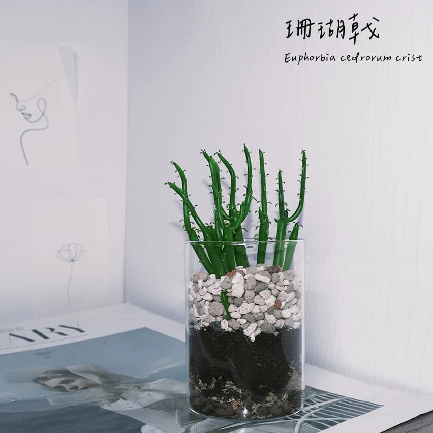 珊瑚大戟又稱白銀珊瑚