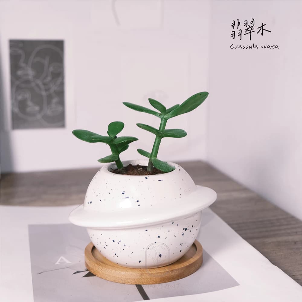 玉樹又叫翡翠木,因為葉片的形狀像硬幣,所以也被稱作「發財樹」。