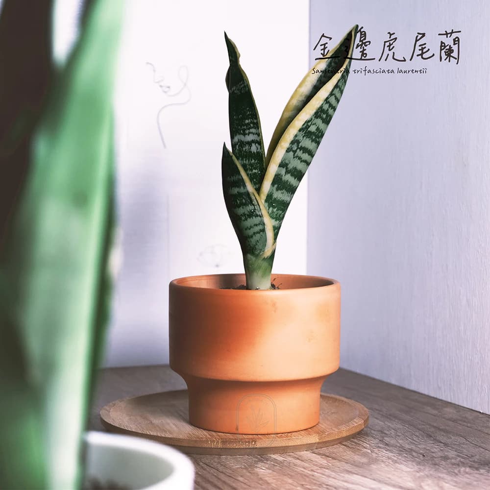 金邊虎尾蘭在原植門市也常見