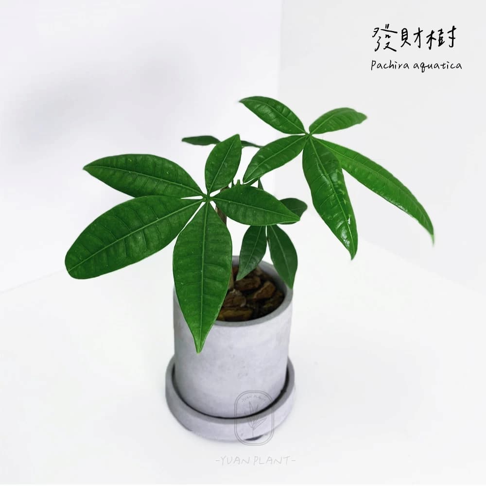 馬拉巴栗除了有「招財納福」的寓意,另外還有淨化空氣的能力。
