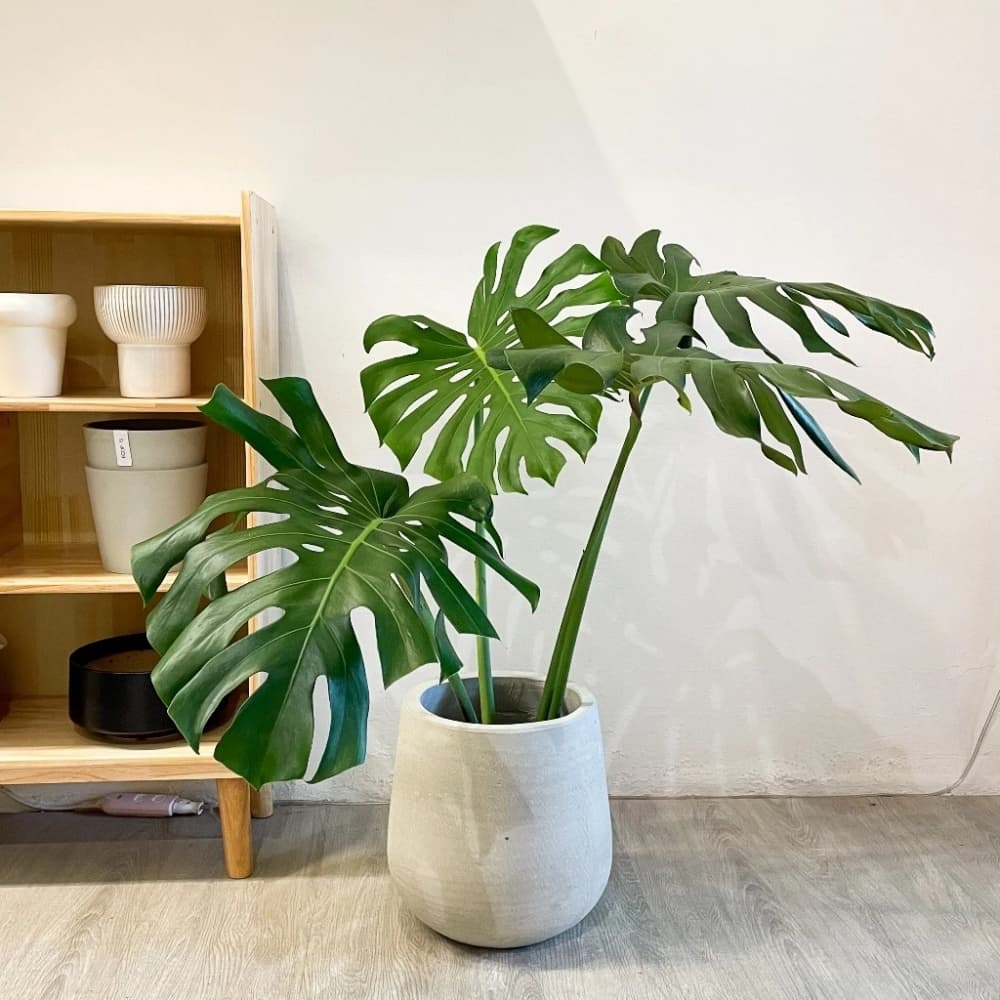 龜背芋又名電信蘭